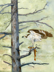 Osprey with Cutthroat trout