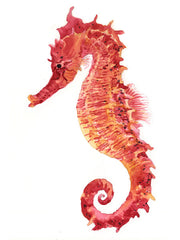 Red Sea Horse