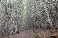 Hidden Forest