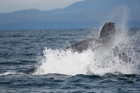 Humpback Splash