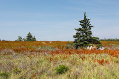 Pine Sentry