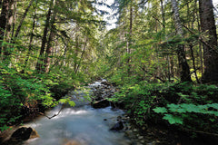 River Mist