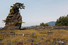 Wild Alaska