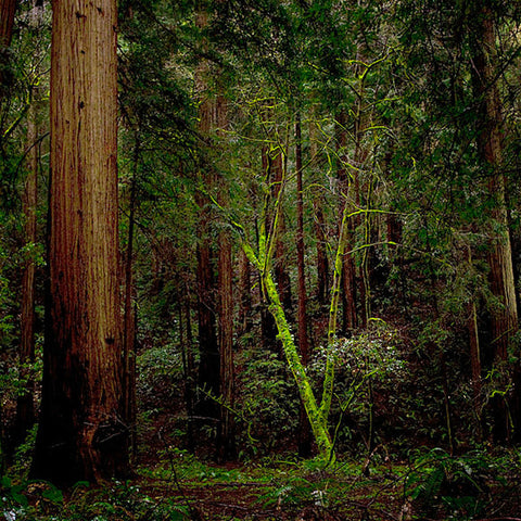 Muir Woods