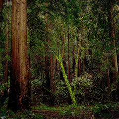 Muir Woods