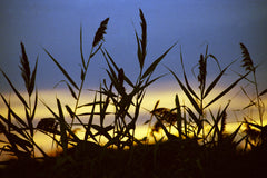 Summer Sunset