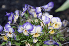 Pretty Pansies