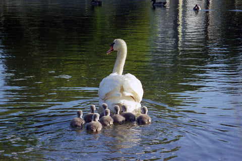 Following Mommy