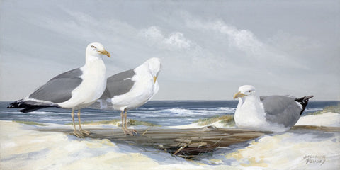Resting Gulls