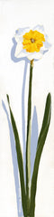 Flower - Daffodil