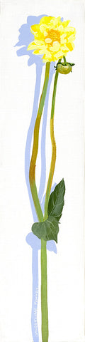 Flower - Dahlia