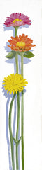 Flower - Three Zinnias