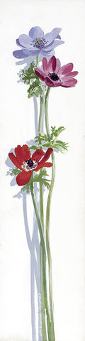 Flower - Three Anemones
