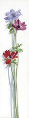 Flower - Three Anemones