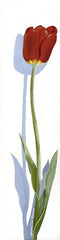 Flower - Red Tulip