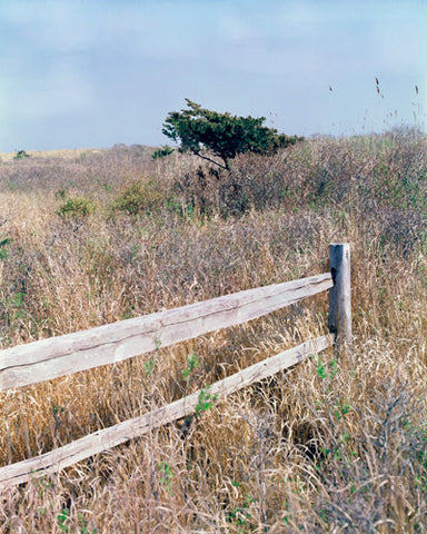Dunes On Robert Moses Beach