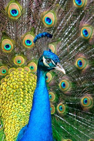 Colors Of Nature