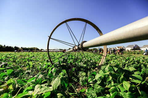 Gathering at the farm