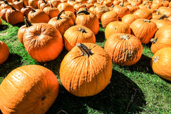 Pumpkin