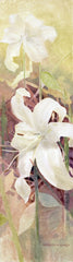 Flowers: Lily