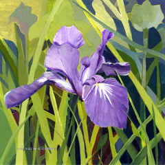 Irises