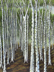 Birch Trees