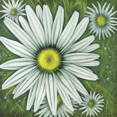 Wild Daisies