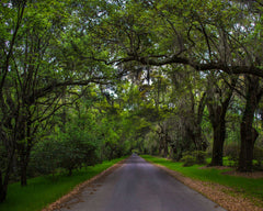 Charleston Plantation