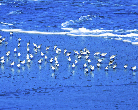 Scurrying Piping Plovers