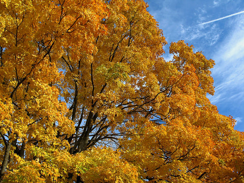 Autumn in Nassau