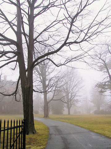 Foggy Day