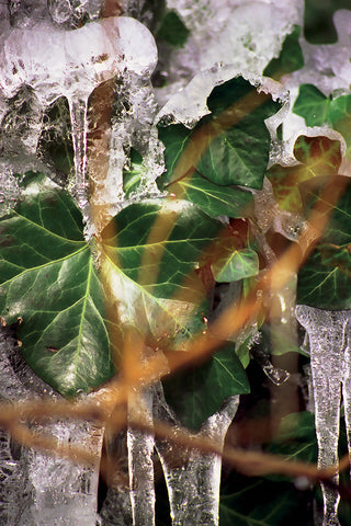Icicles