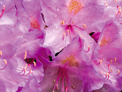 Pink Flowers