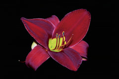 Red on Black