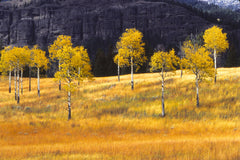 Aspen Grove, Autumn Meadow