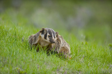 Mother badger at her den