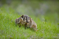 Mother badger at her den