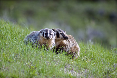 Badger and kit at their den