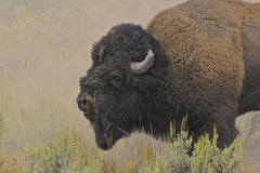 Bison King