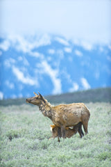 Watchful Mother