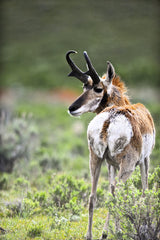 Pronghorn, Little America