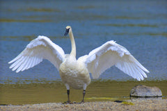 Trumpeter Swan