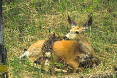 Newborn Twins