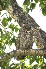 Great Horned Owl